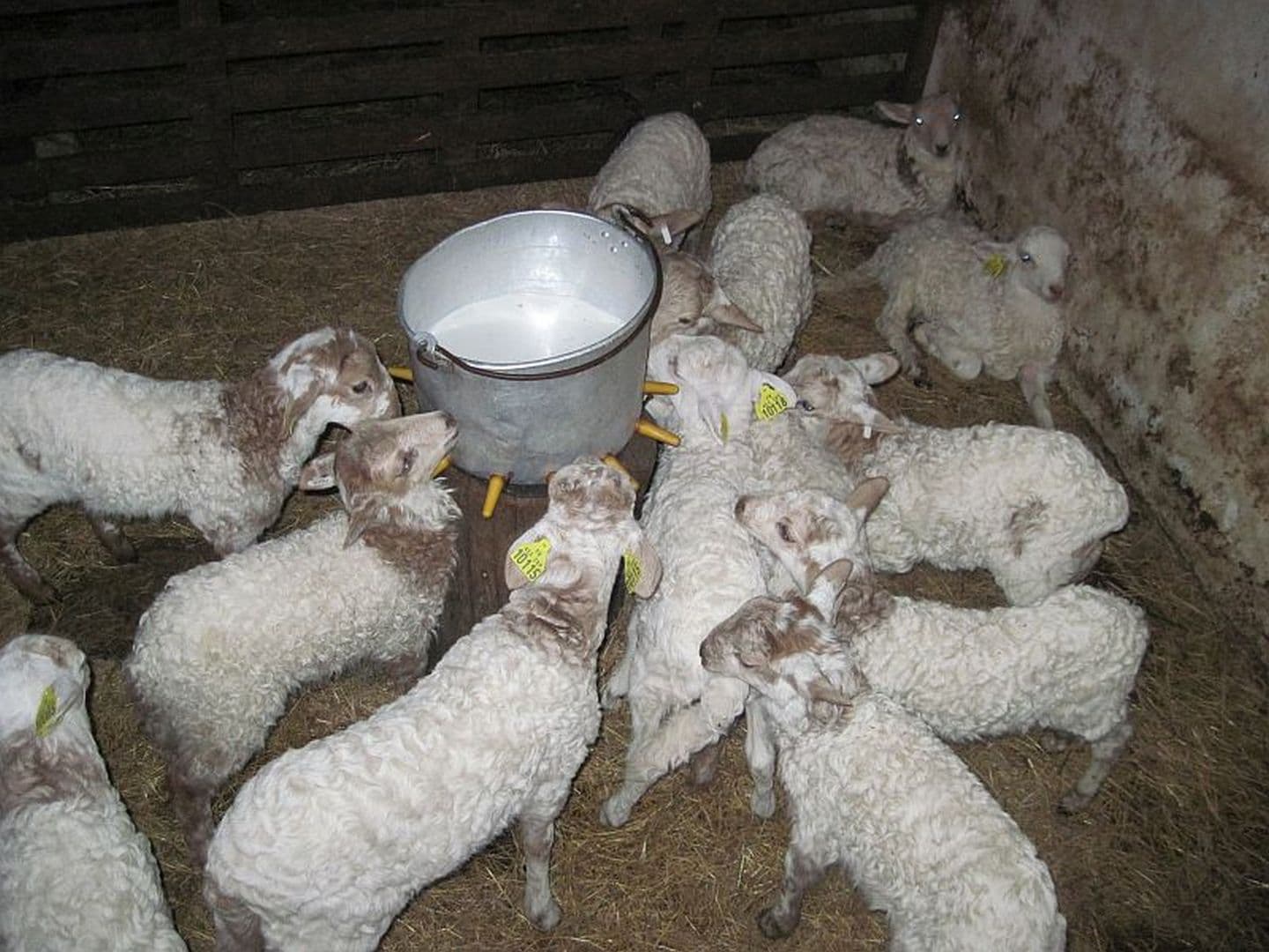 Fromage TAMBOURIN - agneaux