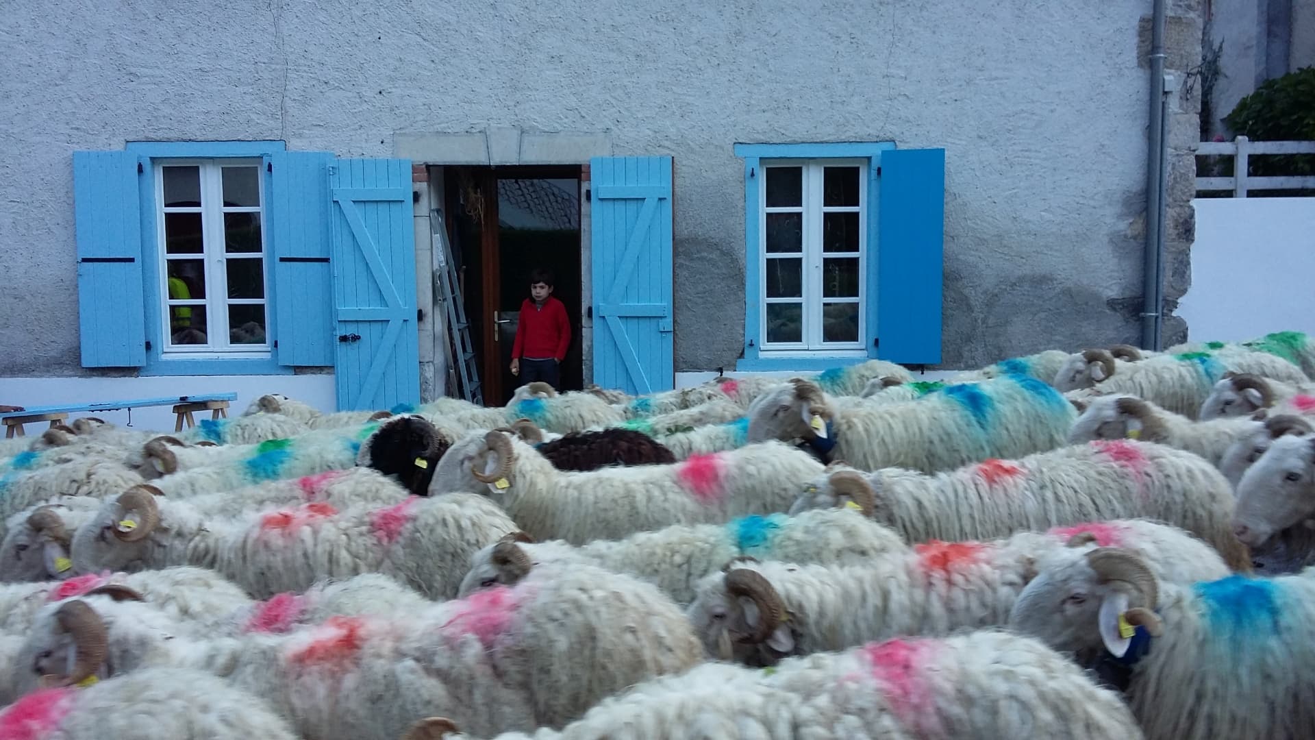 Gîte Belléchappée - transhumance brebis - ETSAUT