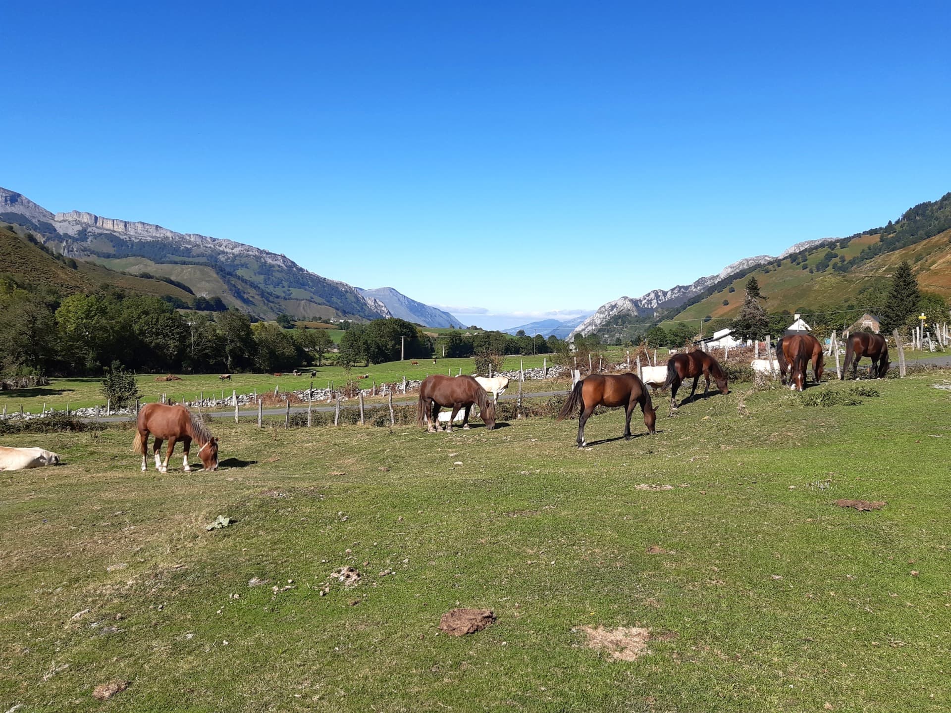 Chevaux en liberté sur le plateau