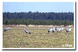 Grues 1