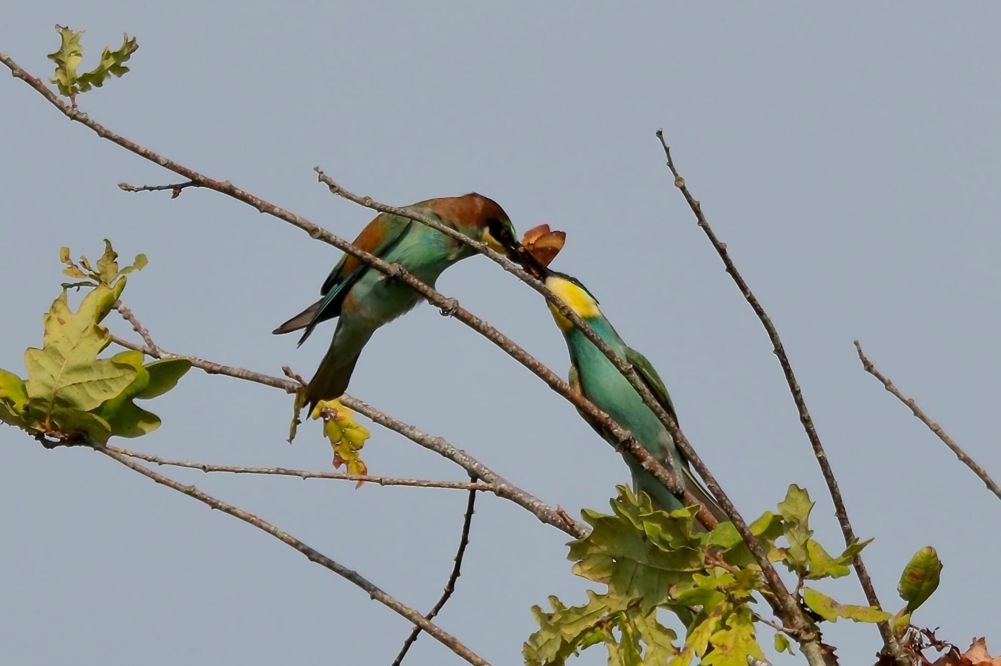Guêpier_chab1 (2)