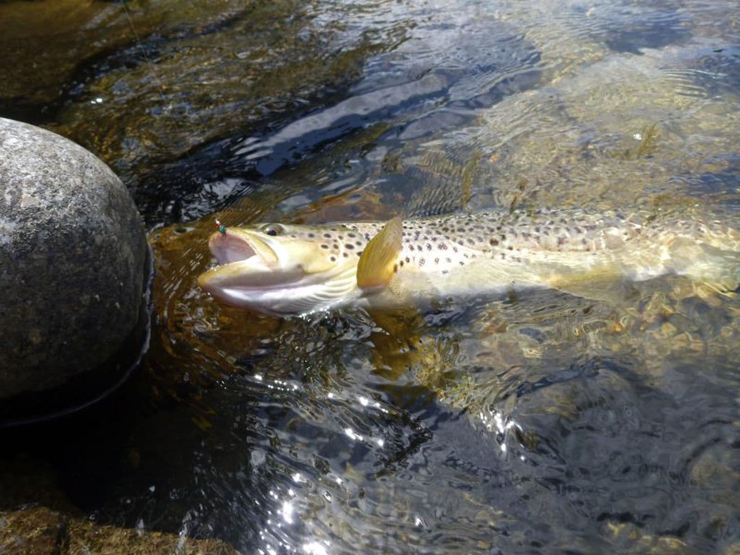 Guide de pêche Yvon Zill - pêche truite Nive