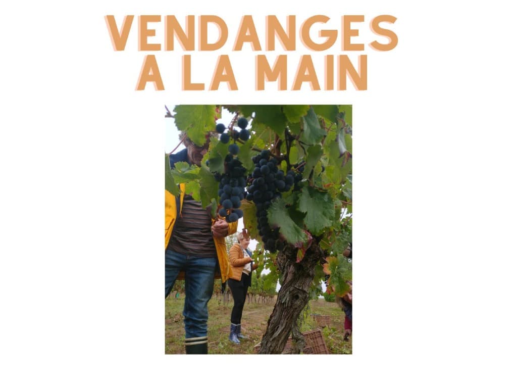 Haut pradot vendanges 1