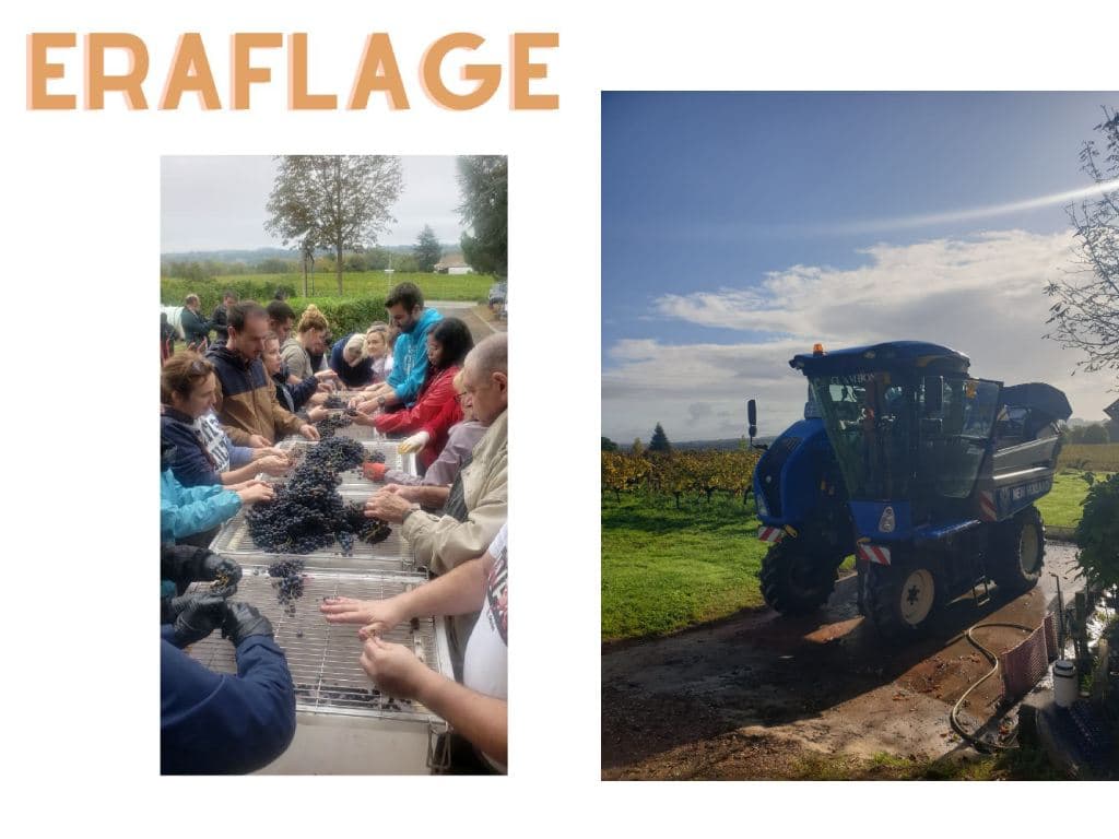 Haut pradot vendanges