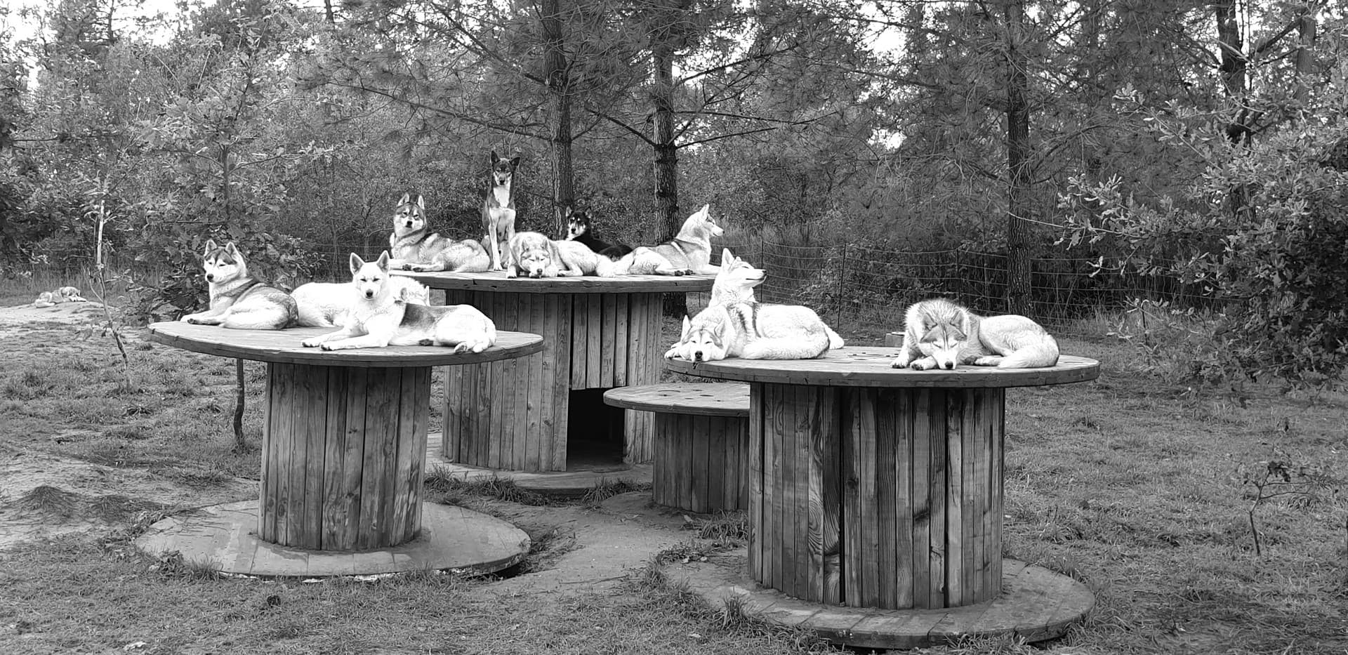 06-Husky Latitude Nordique @Blanchin David 31122026