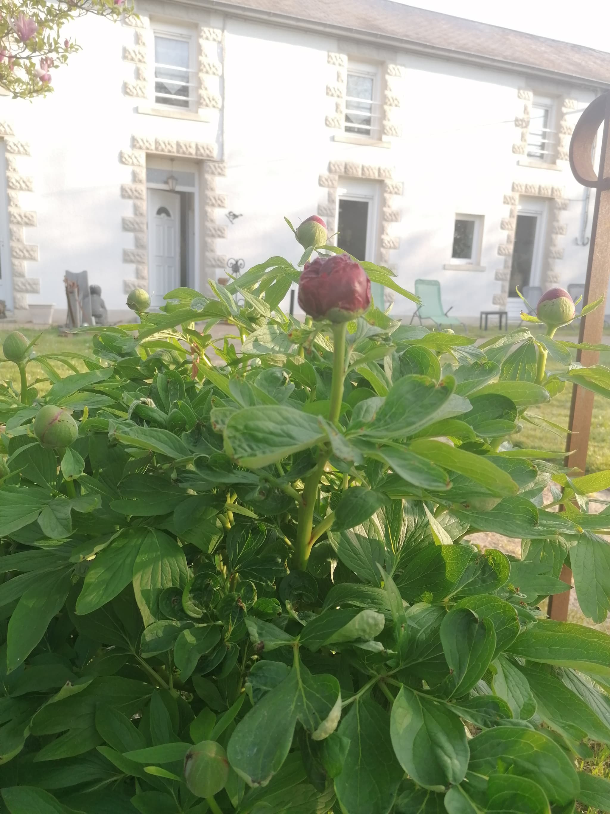 Pivoine