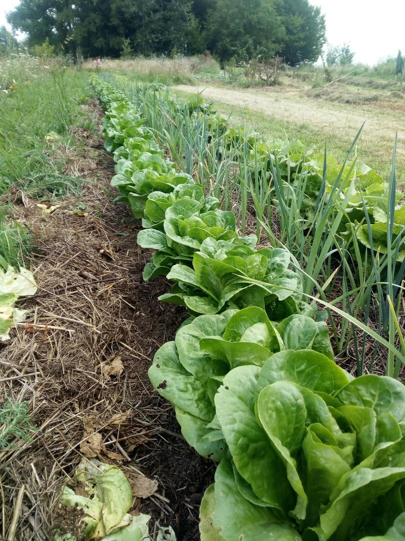 Salades