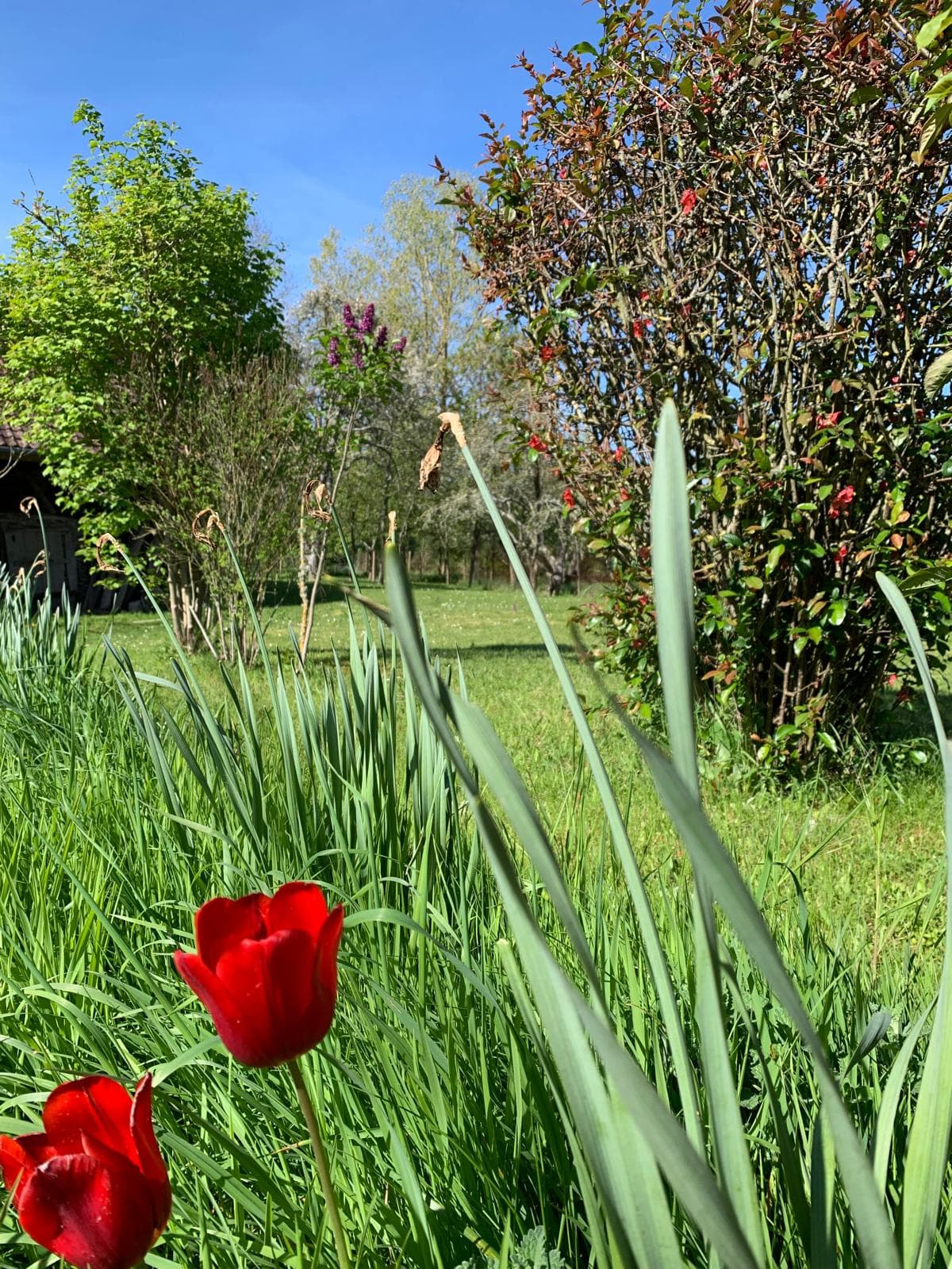 Jardin