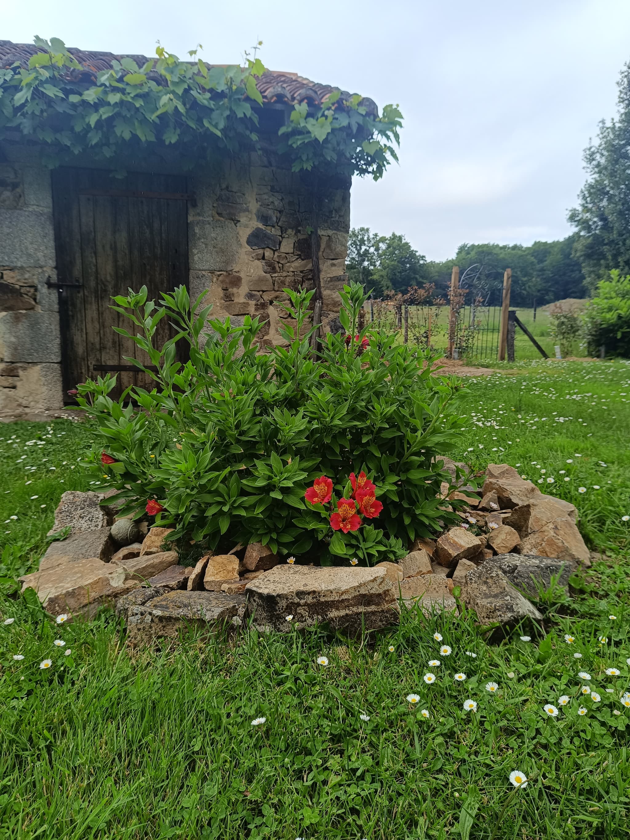 Jardin 1