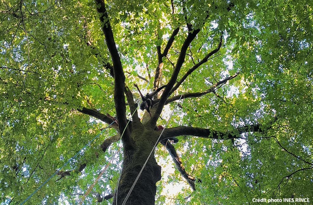Les écureuils sur cordes