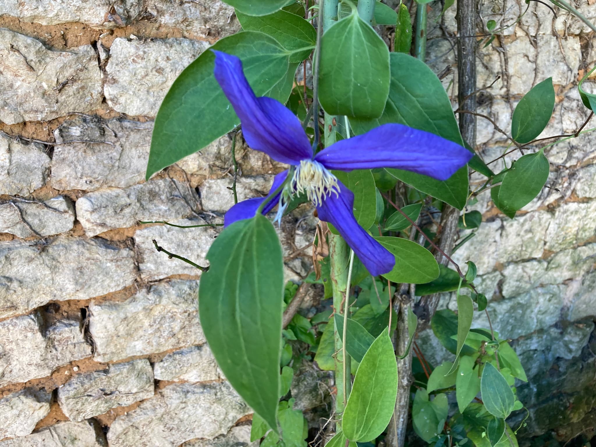 Le jardin 3