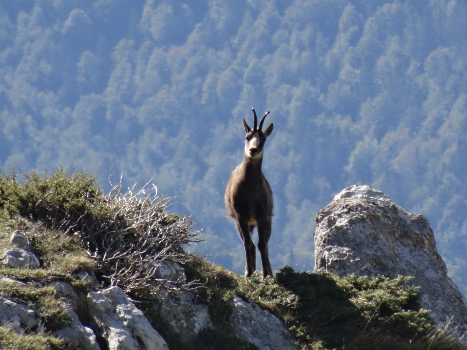 CPIE Pays Basque - ISARD-3