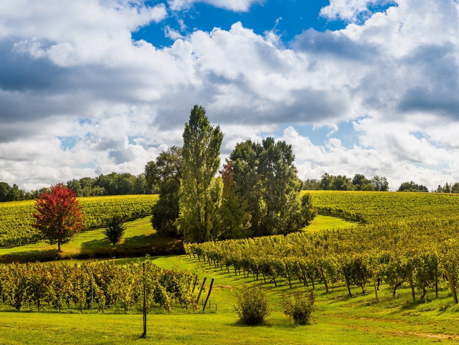 Vignes du Château Thieuley