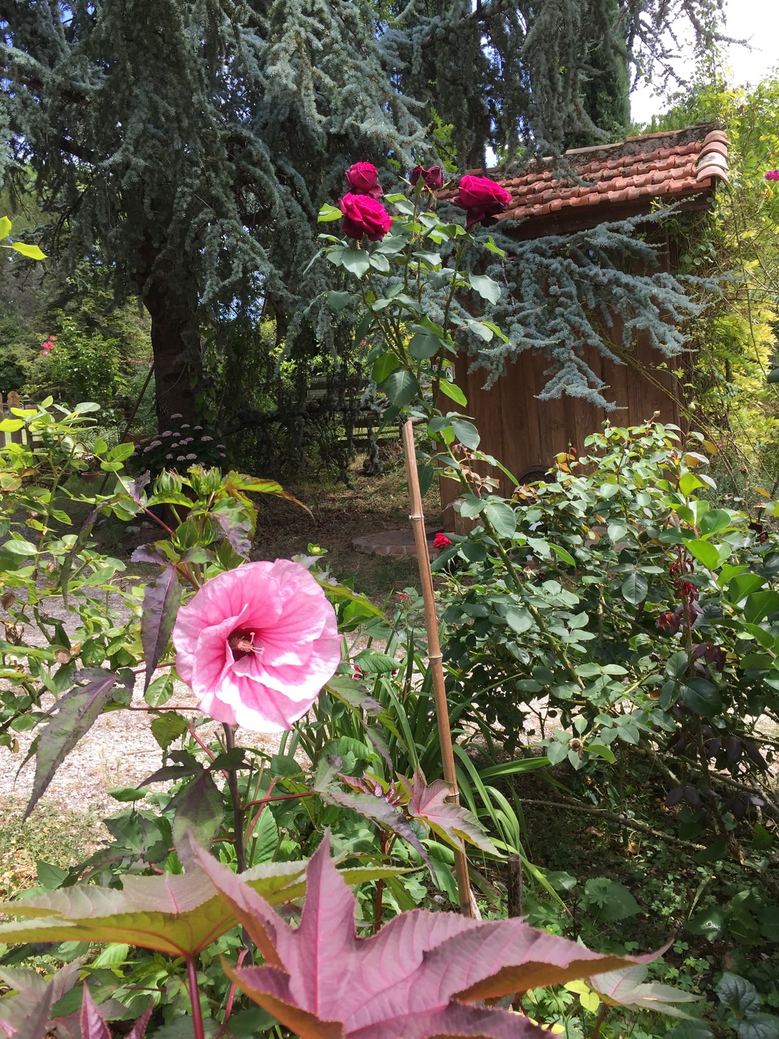 Jardin de Boissanna 2021 (11)