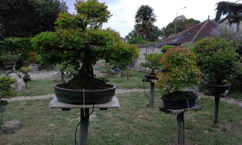 Jardin de bonsais 3
