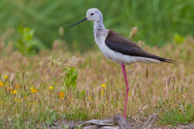L'élégante echasse blanche se reproduit sur l'île Nouvelle