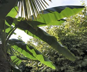 La Roque Gageac - Jardin exotique