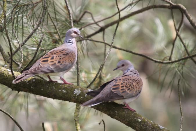La jolie tourterelle des bois affectionne les bocages