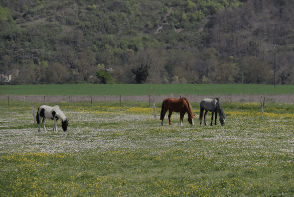 Ecuries Chatelier loisirs Misse Thouars Thouarsais Deux Sevres