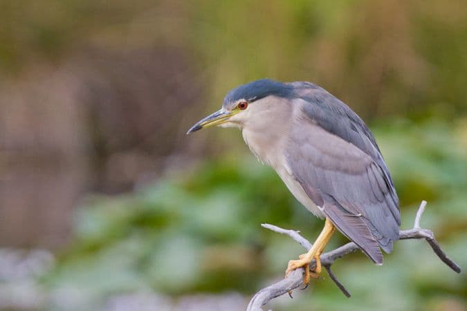 Le bihoreau gris fait quelques incursions sur la Dordogne