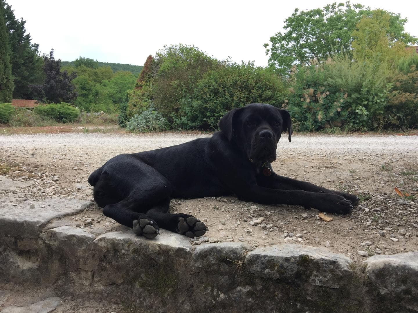 Le-domaine-des-crouquets--chien