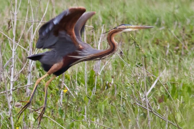 Le héron pourpré n'est pas rare au coeur de l'île Nouvelle