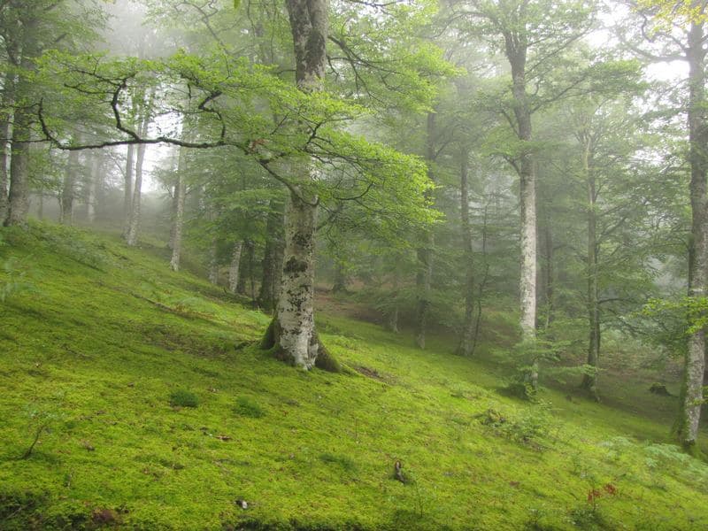 Le hêtre, arbre par excellence de la forêt, est aussi le préféré du pic noir pour y creuser sa loge