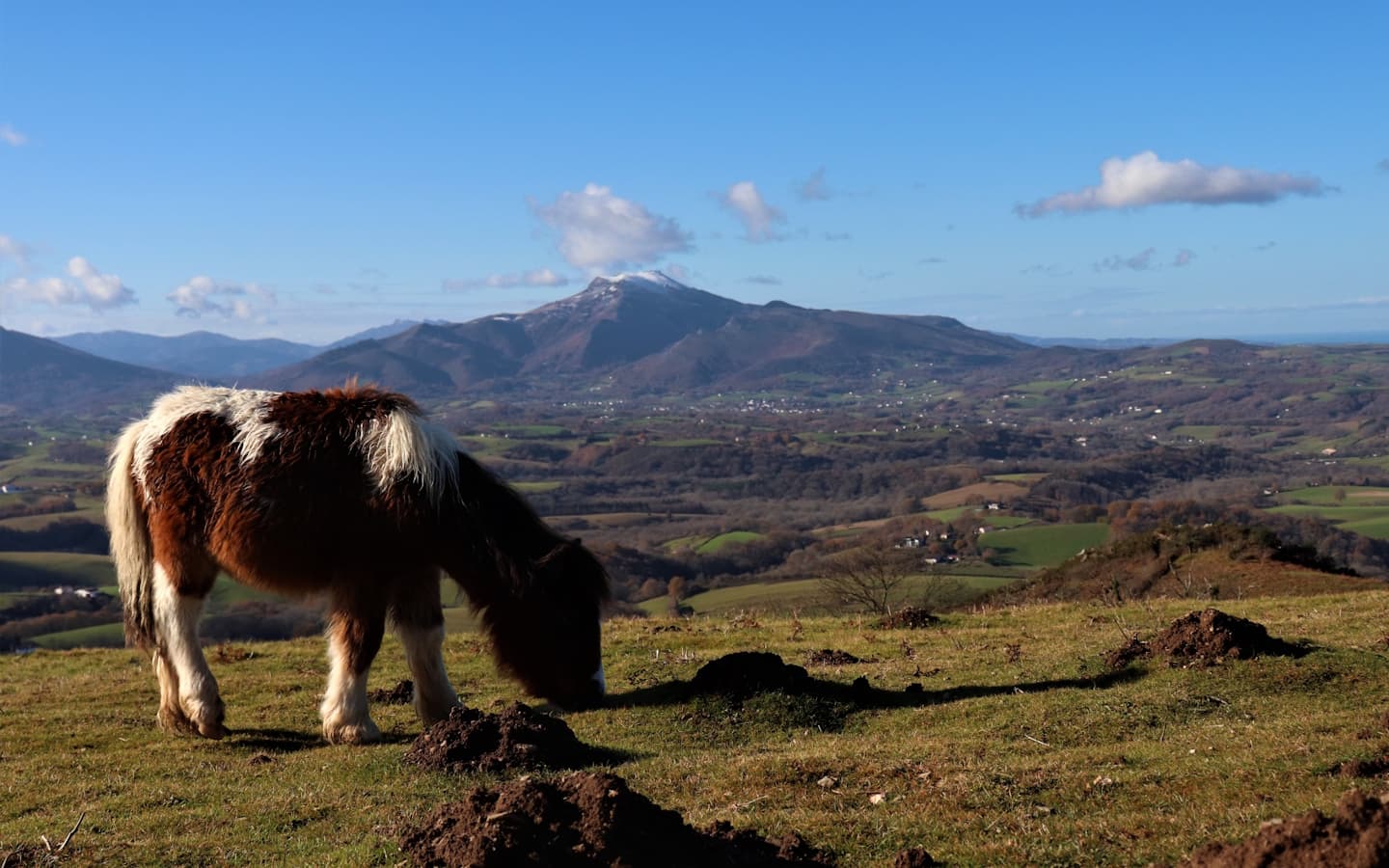 Le pottok, cheval basque (2) TIS