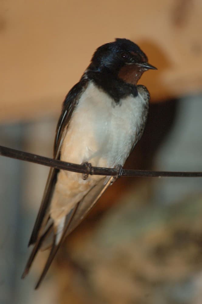 LesHirondelles-LaChabanaise-Beaulieu_hirondelle_17