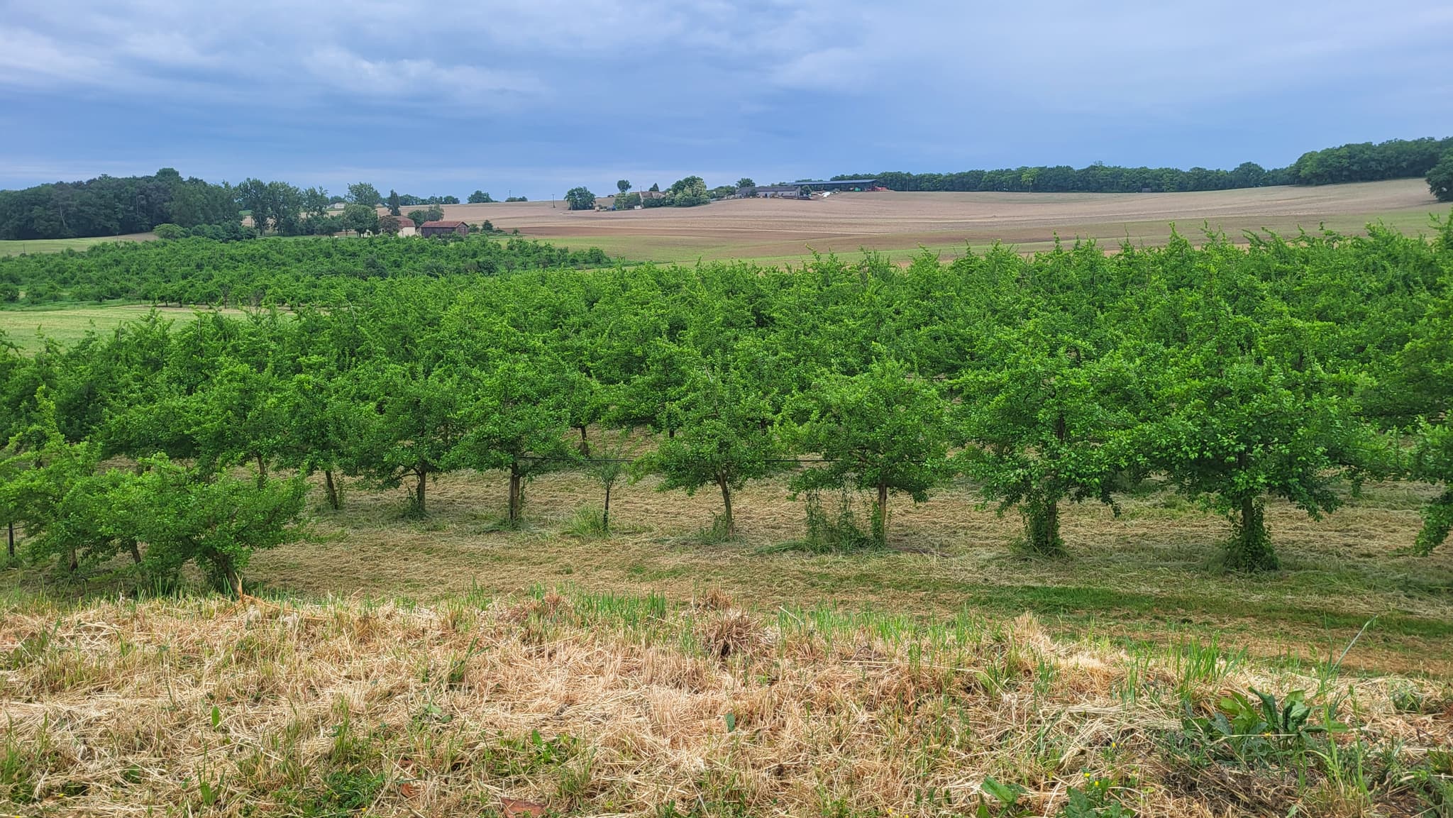 LesvergersduPetitBrassac