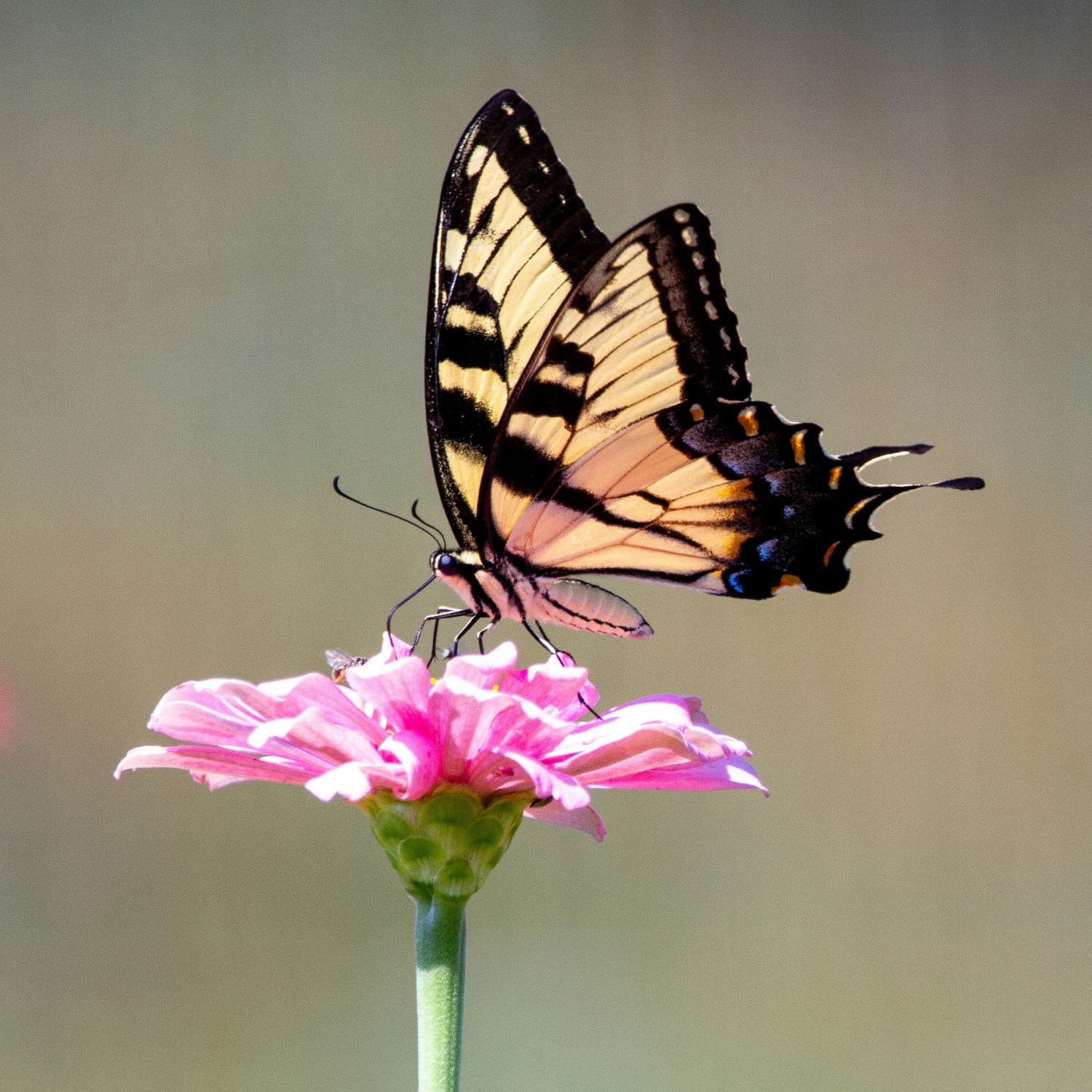 Machaon