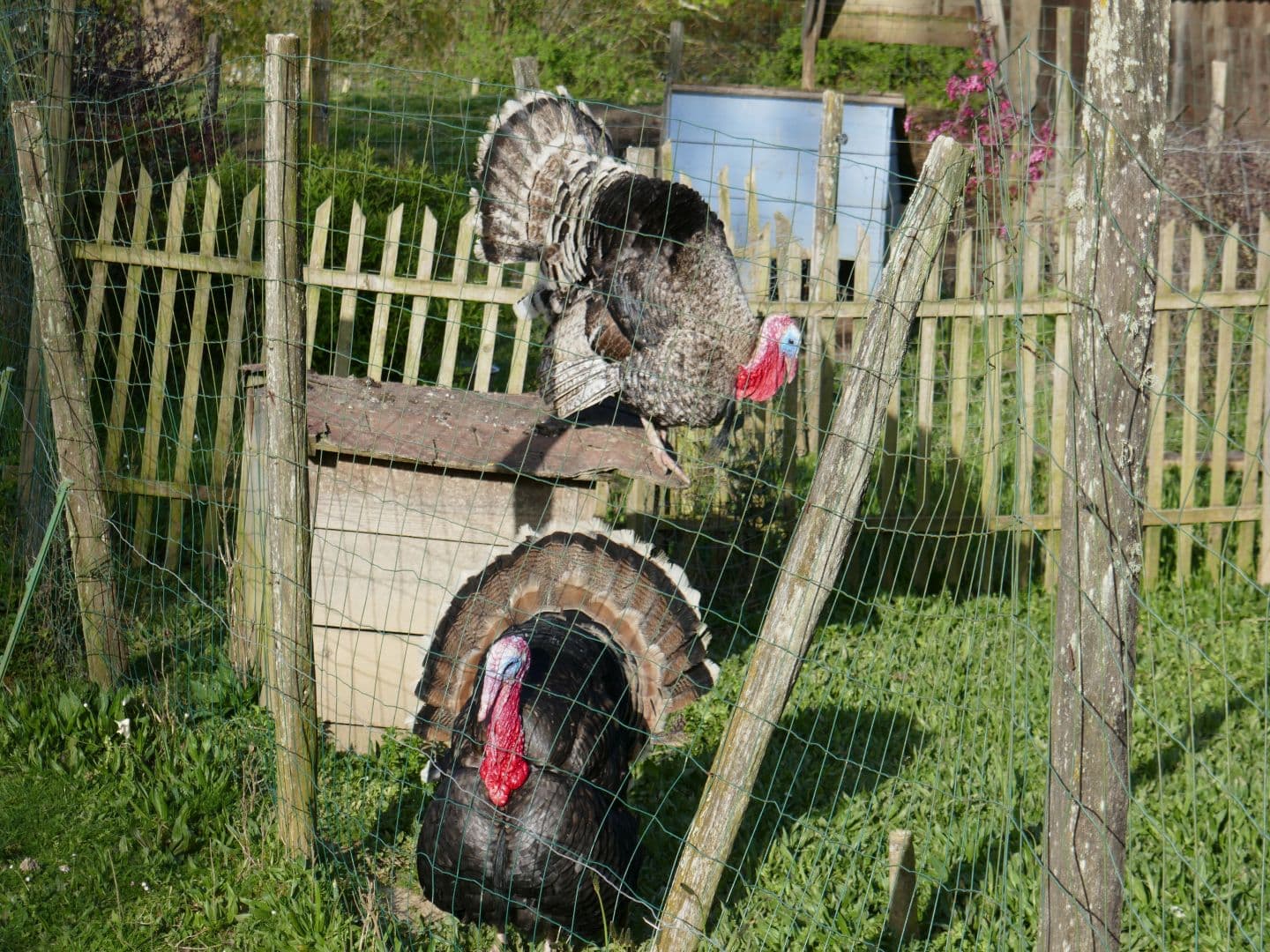 Méracq ferme Bibâne cph Tourisme Nord Béarn et Madiran (7)