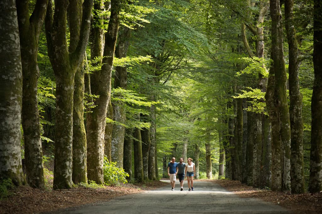 Meymac-route-des-hetres