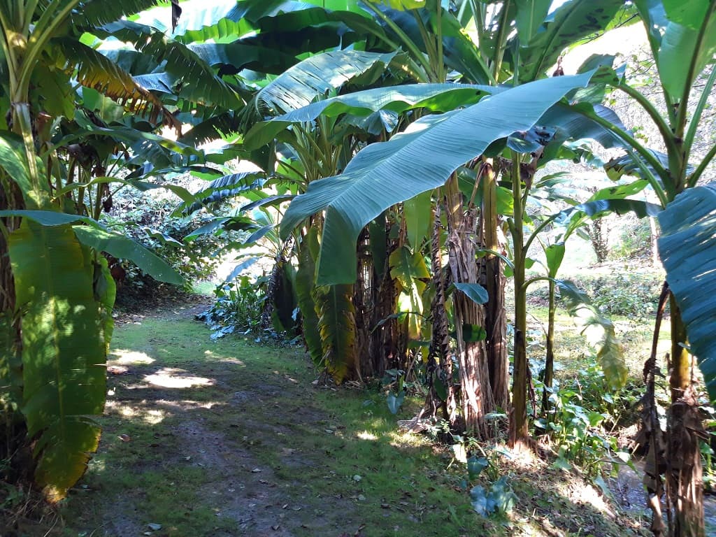 Noyer chalet - jardin