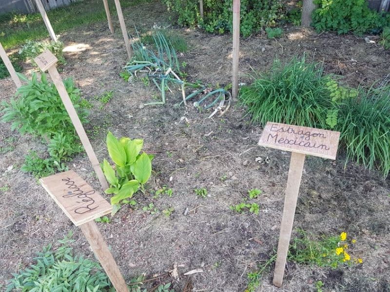 PCU_le jardin de Papy Paulo_Le Temple sur Lot_jardin aromatique