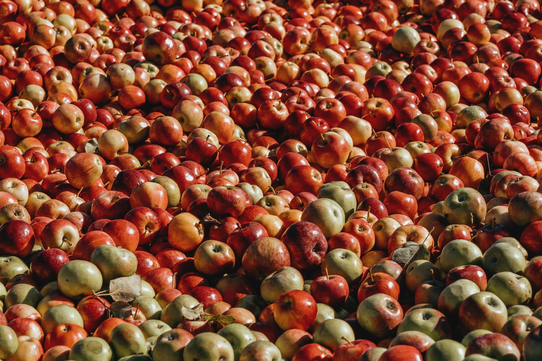 PRESSOIR POMME Odan-unsplash