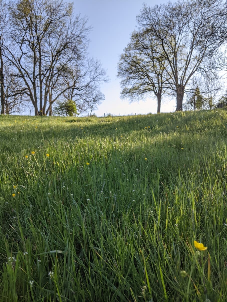 Dans les champs