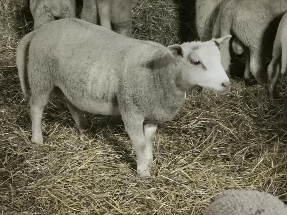 Ferme Périvier