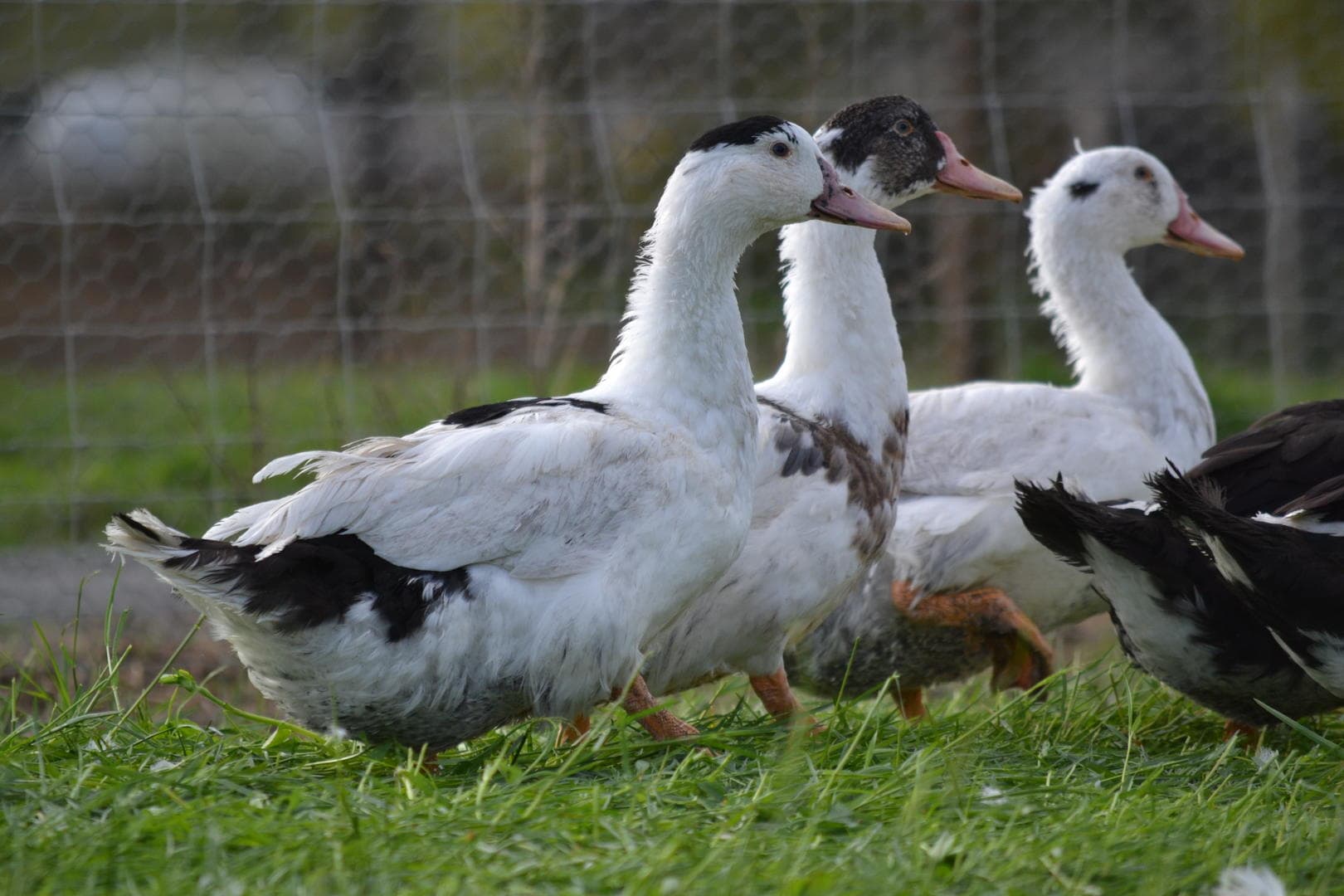 Photos-pour-encart---Ferme-de-Fages--
