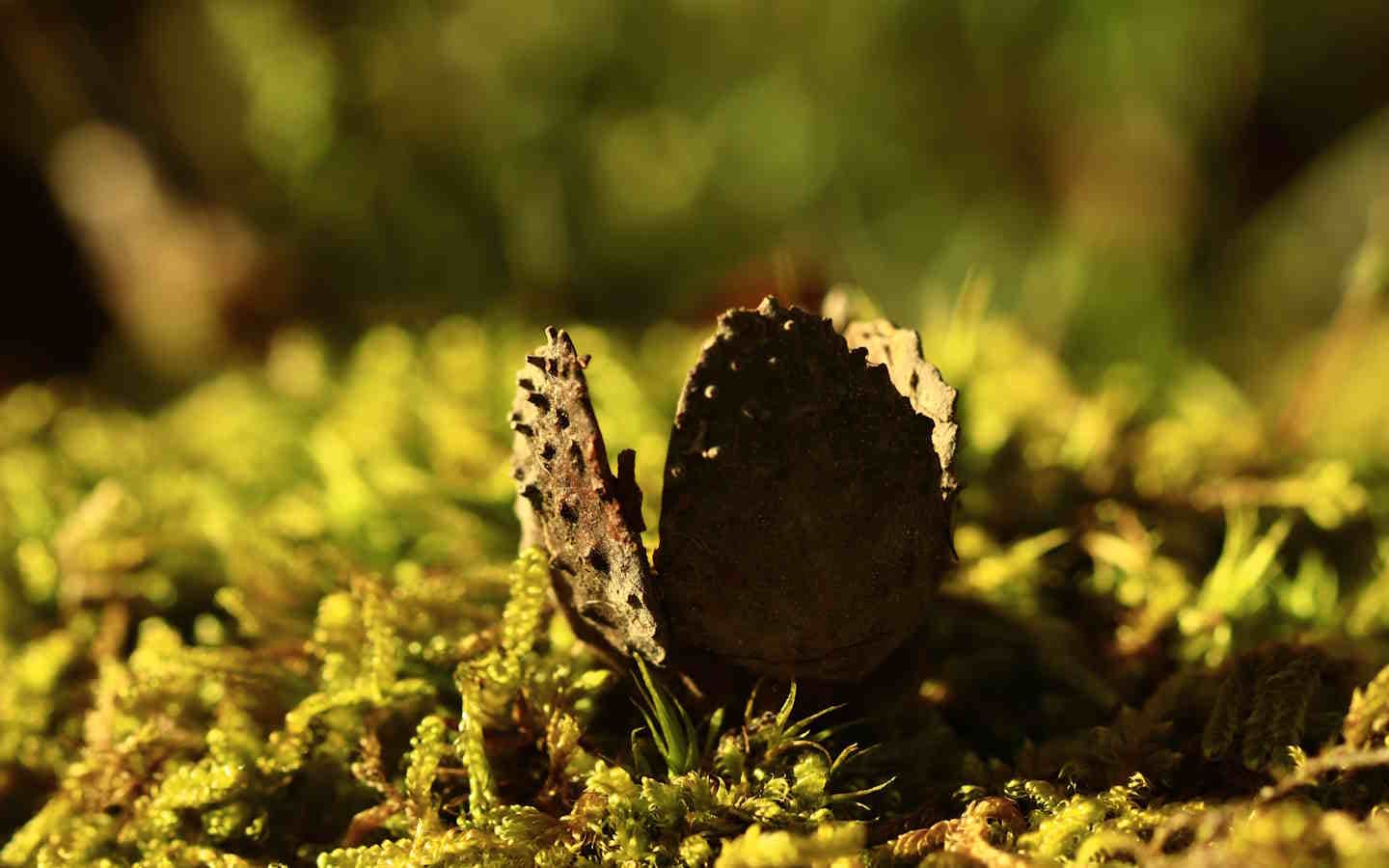 Pister la nature (2) 1440x900