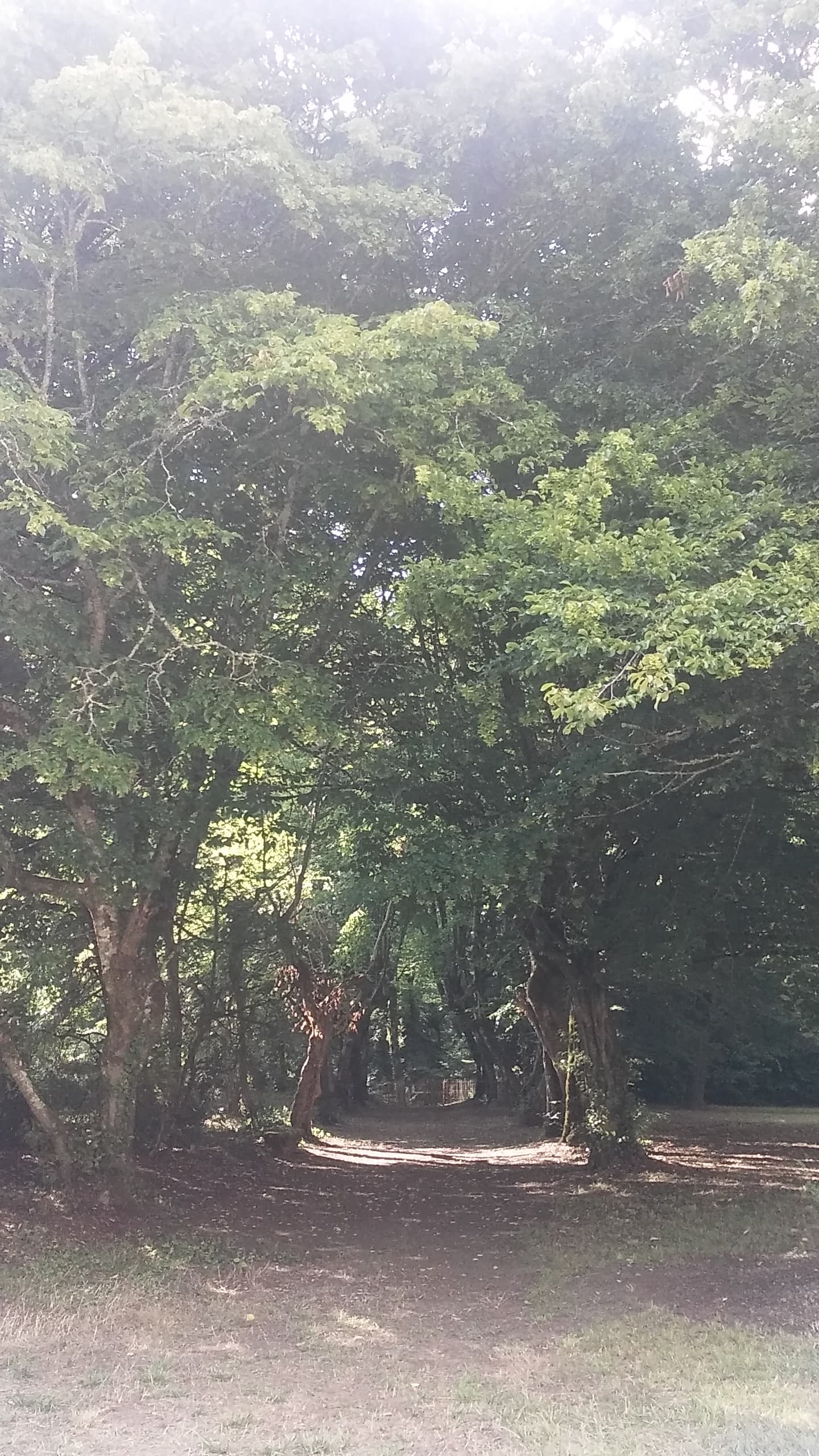 Pontaulic 5