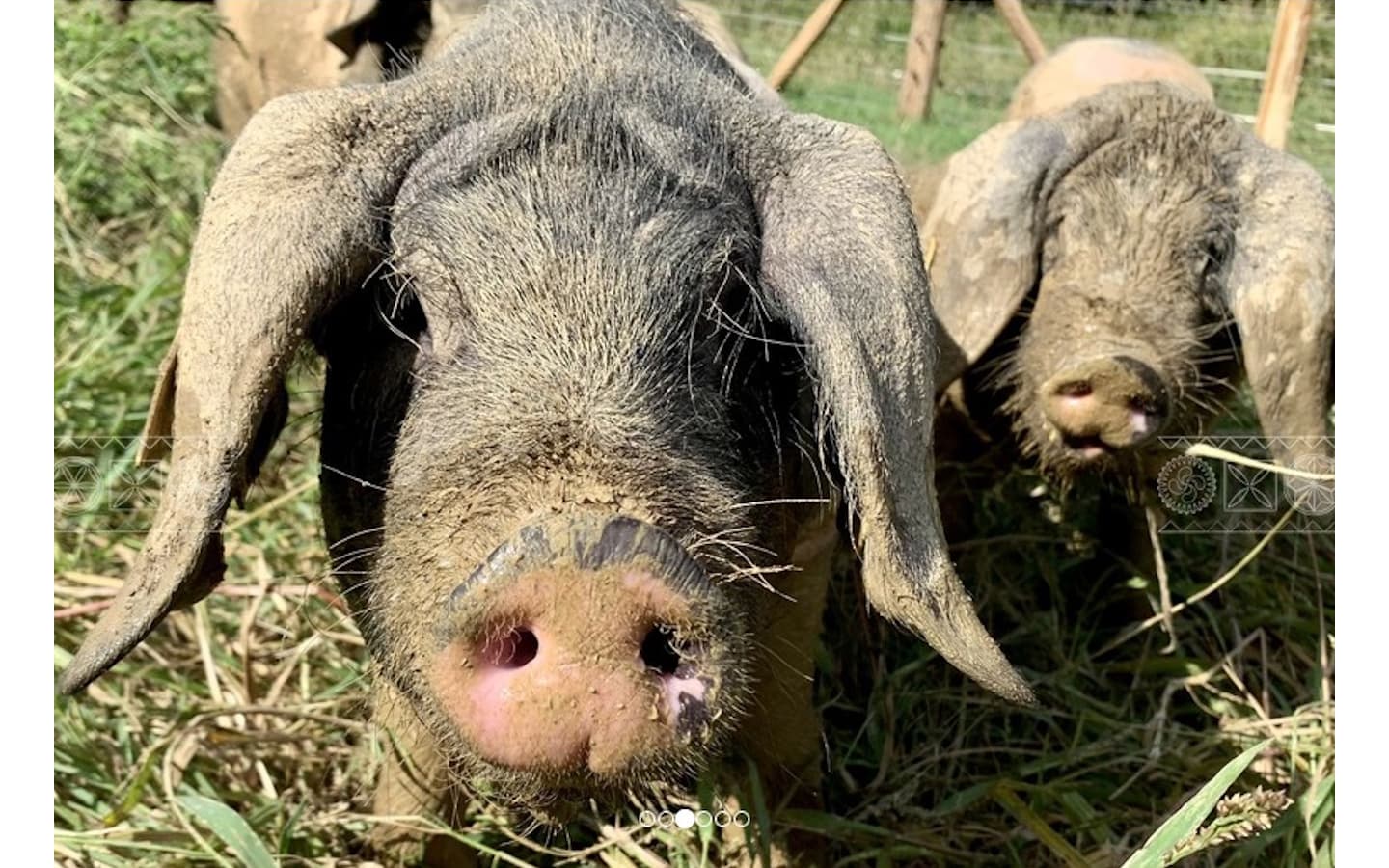 Porcs Kintoa ferme Arrondoa