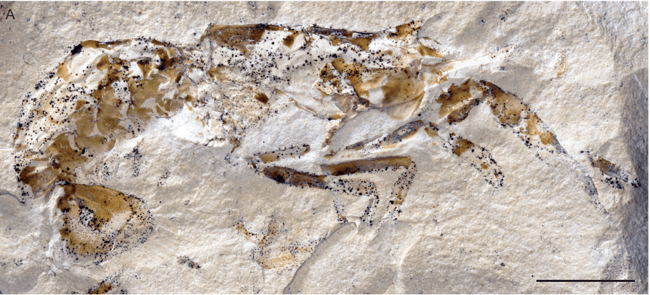 PseudastacusHolotype-EspaceDecouverteFailleMeyssac_Noailhac©MNHN_2