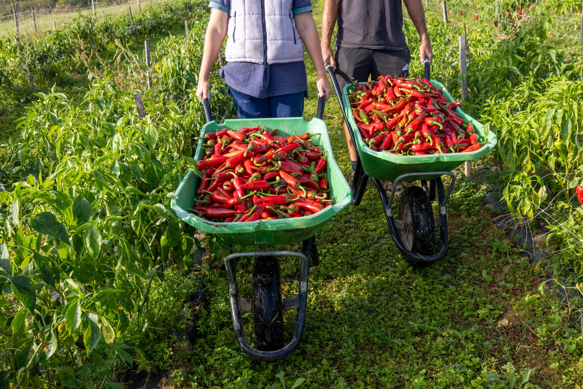 Récolte piments