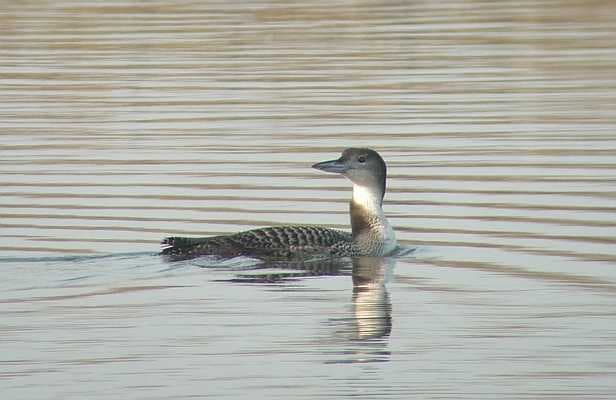 Régulier sur les lacs intérieurs en hiver, le plongeon imbrin