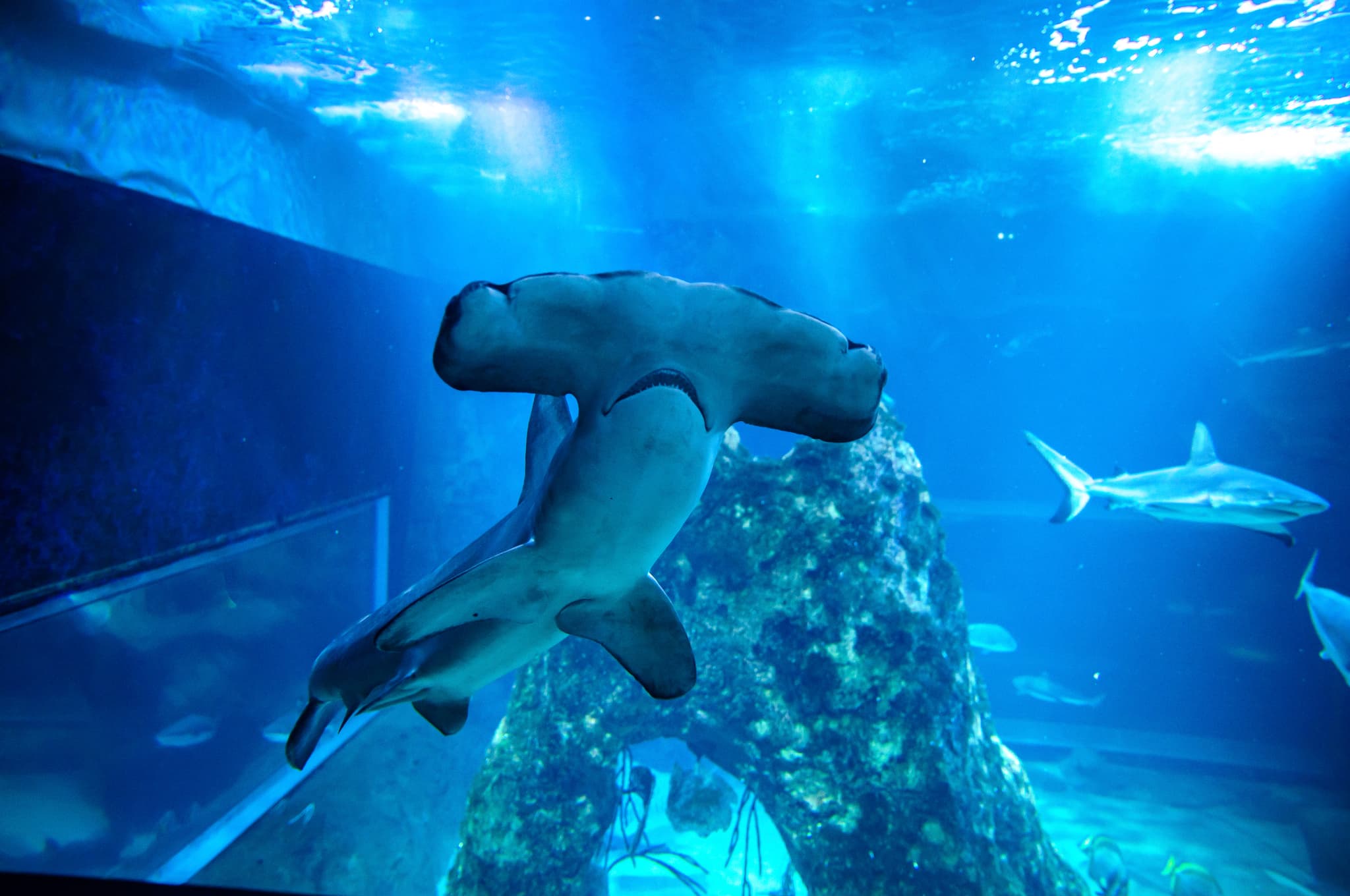 Requin-marteau-halicorne-aquarium-biarritz-Delphine-Pernaud