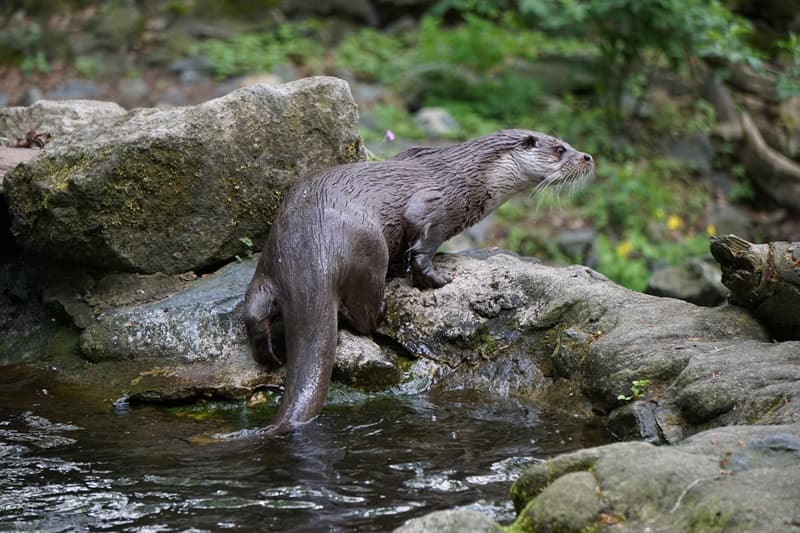Réserve Naturelle de la Mazière 3