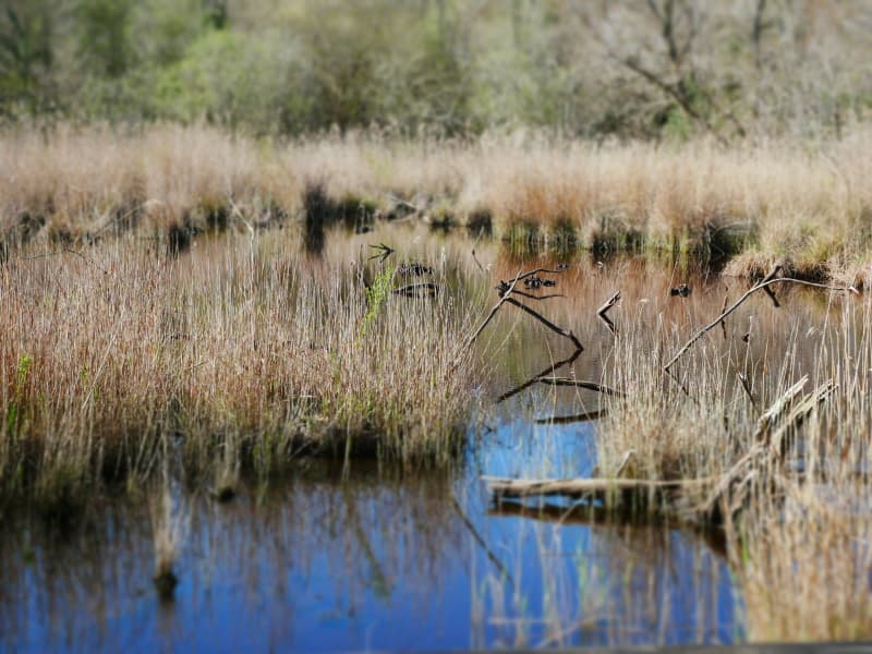 Reserve Ornithologique (10) redi
