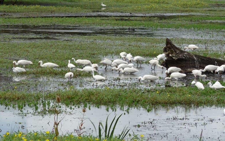 Réserve naturelle nationale des Marais de Bruges (780) 1