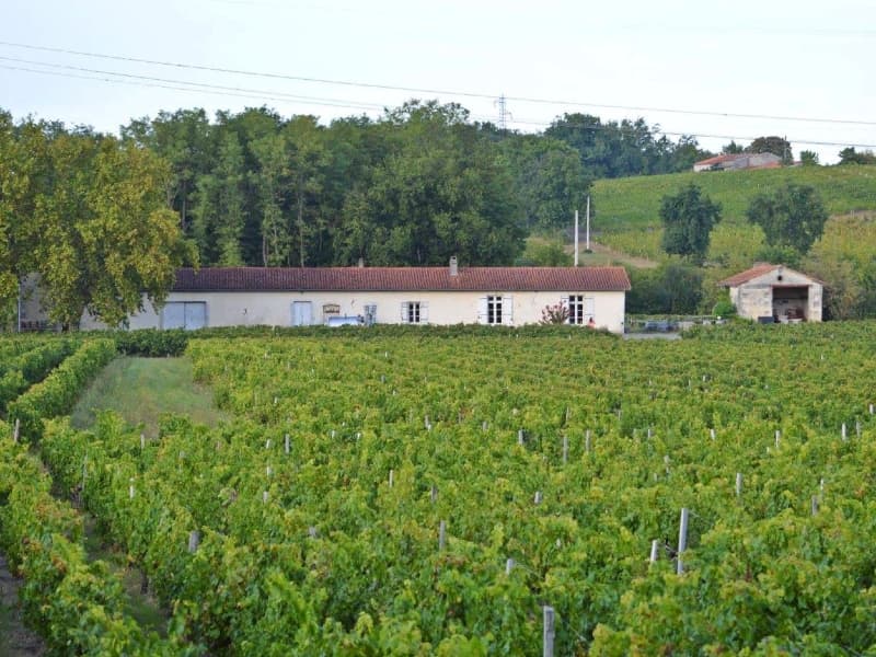 Vignobles Pestoury